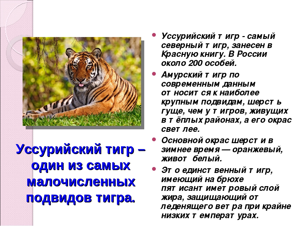 Описание тигра. Про Уссурийского тигра красная книга. Рассказ про Уссурийского тигра. Амурский Уссурийский тигр красная книга. Уссурийский тигр систематика.