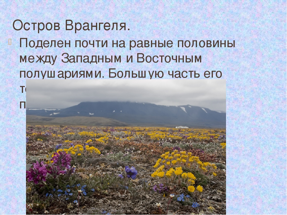 Остров врангеля описание. Остров Врангеля 4 класс окружающий мир. Остров Врангеля проект. Проект остров Врангеля 4 класс. Остров Врангеля рассказ.