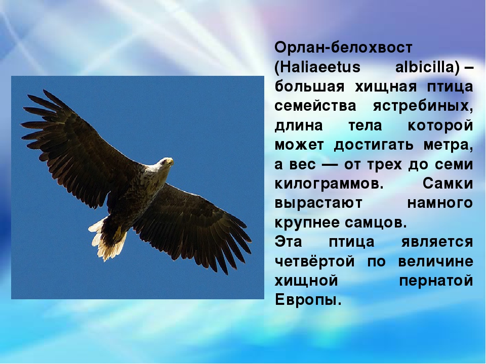 Орел предложения. Орлан белохвост живет. Орлан-белохвост описание. Орлан-белохвост Размеры. Орлан белохвост рассказ.