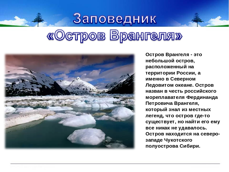 Презентация по заповеднику остров врангеля