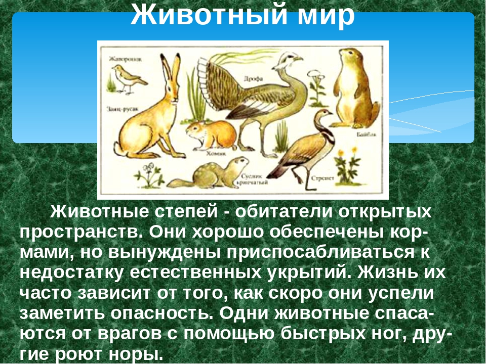 Животные степи 4 класс окружающий мир. Доклад о растениях и животных. О растениях и животных степи. Животные степи презентация. Доклад о растениях и животных степи.