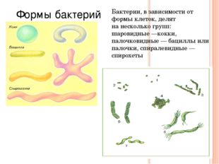 Бактерии, в зависимости от формы клеток, делят на несколько групп: шаровидные