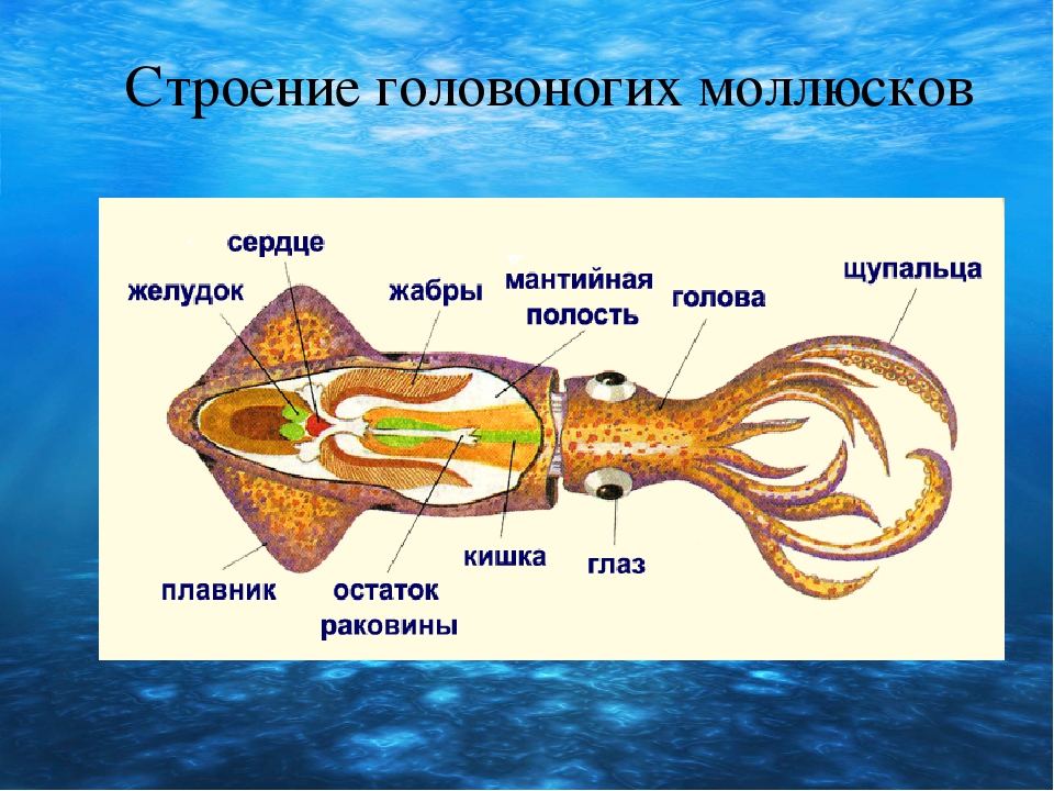 Класс головоногие моллюски. Особенности строения головоногих моллюсков. Строение головоногих моллюсков 7 класс биология. Внутренне строение кальмара. Строение головоногие биология 7 класс.