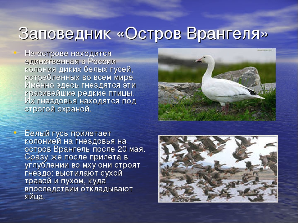 Остров врангеля описание. Рассказ о заповеднике остров Врангеля. Заповедник остров Врангеля 4 класс окружающий мир. Сообщение о заповеднике остров Врангеля 4 класс окружающий мир. Заповедники острова Врангеля России проект.