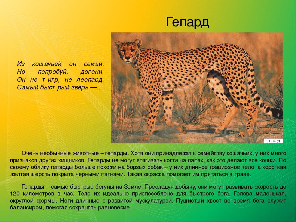 Сколько скорость гепарда. Интересные факты о леопарде. Самая интересная информация о гепарде. Гепард описание для детей. Факты о гепарде.