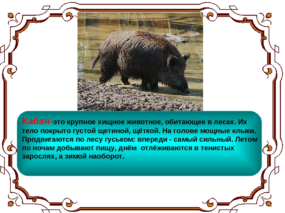 Кабан 4 класс литературное чтение. Рассказ о кабане. Презентация про Кабанов. Кабан презентация. Доклад про кабана.