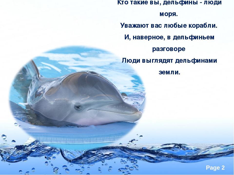 Загадка про дельфина. Стихи про дельфинов. Стихи про дельфинов для детей. Стихи про дельфинов короткие. Стих о дельфине.