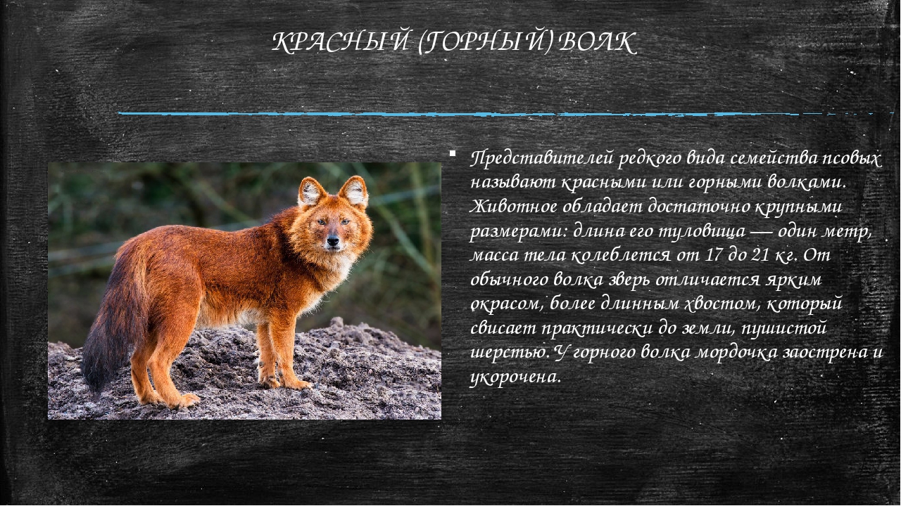 Какие животные красной книги обитают в татарстане. Красный волк в Хакасии. Красный волк описание кратко. Красный волк красная книга. Тянь-Шанский красный волк.