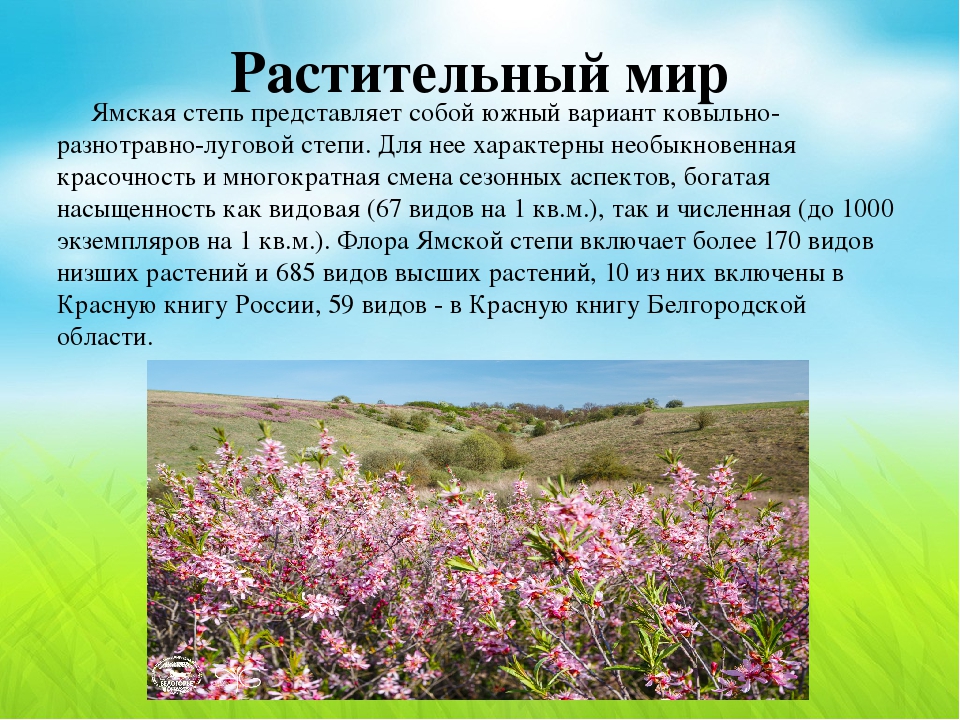 Особенности растений города. Особенности растительного мира. Растительность степей презентация. Растительность степи кратко. Растительный мир доклад.