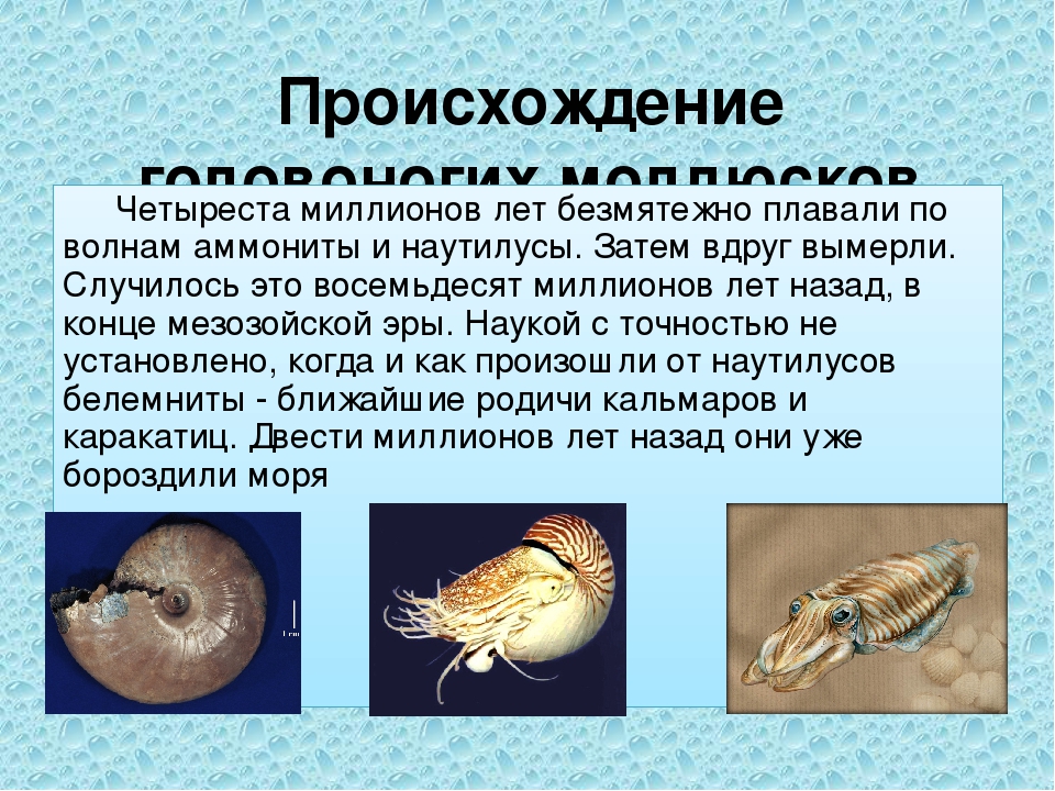 Биология 7 класс класс головоногих моллюсков. Моллюски (или головоногие, брюхоногие). Появление головоногих моллюсков. Характеристика головоногих. От кого произошли головоногие моллюски.