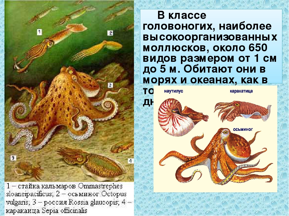 Головоногие моллюски виды. Класс головоногие. Класс головоногие моллюски. Древние головоногие моллюски. Класс головоногие характеристика.