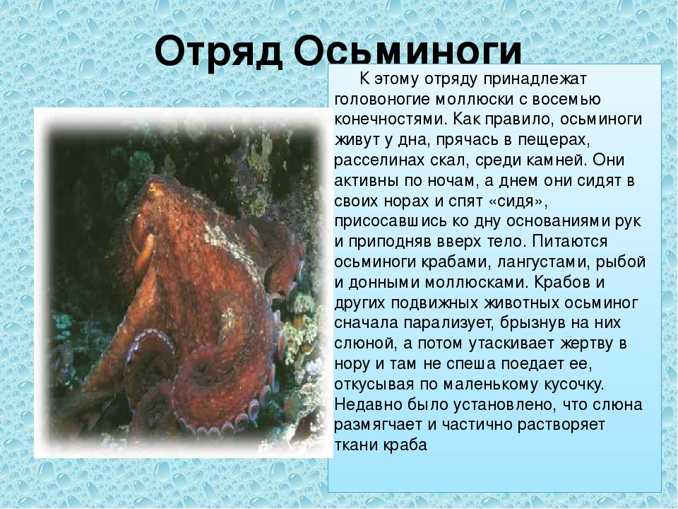 Группе относится осьминог. Отряд головоногие. Как питаются головоногие. Отряды головоногих моллюсков. Осьминог к какой группе животных относится.