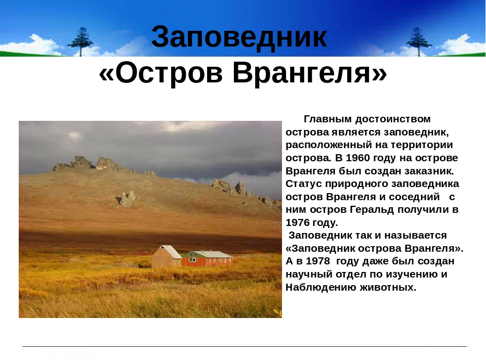 Врангеля какая природная зона. Заповедник остров Врангеля природная зона. Остров Врангеля природная зона 4 класс. Описание природной зоны остров Врангеля. Природные зоны России остров Врангеля заповедник.