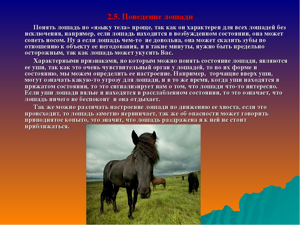Лошадь доклад 3 класс. Доклад про лошадь. Проект на тему лошади. Конспект про лошадей. Лошадь для презентации.