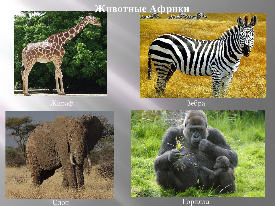 Кто живет в африке животные. Животные Африки. Животные и растения Африки. Растительный и животный мир Африки. Названия животных Африки.