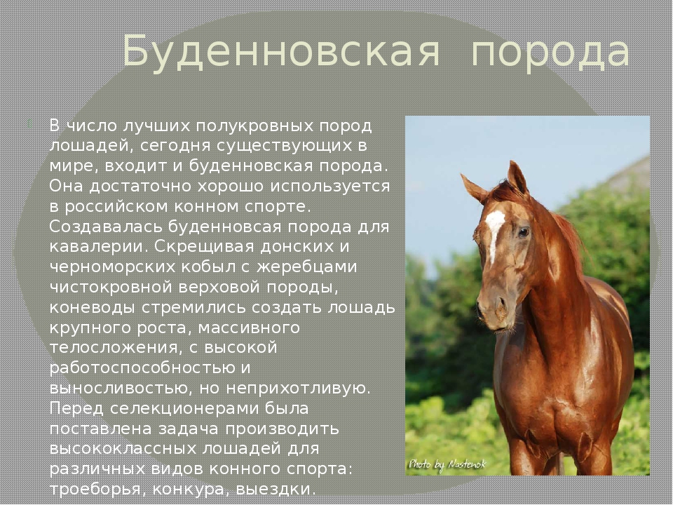 Лошадь доклад 3 класс. Лошадь для презентации. Селекция лошадей. Презентация на тему коневодство. Презентация на тему лошади.