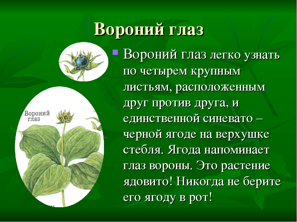 Ядовитые растения окружающий мир. Описание растения Вороний глаз для 2 класса. Вороний глаз описание для детей 2 класса. Вороний глаз ядовитое растение описание для детей 2 класса. Сообщение Вороний глаз ядовитое растение 3 класс.