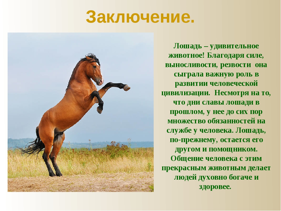 Сообщение о лошади 3 класс. Проект про лошадей. Сообщение о лошади. Вывод лошадей. Проект на тему лошади.