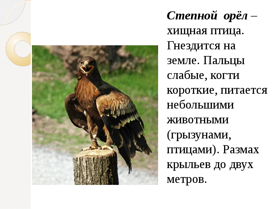 Орел 4. Рассказ о Степном Орле 4 класс. Степной орёл доклад 4 класс. Степной Орел доклад. Степной орёл презентация.