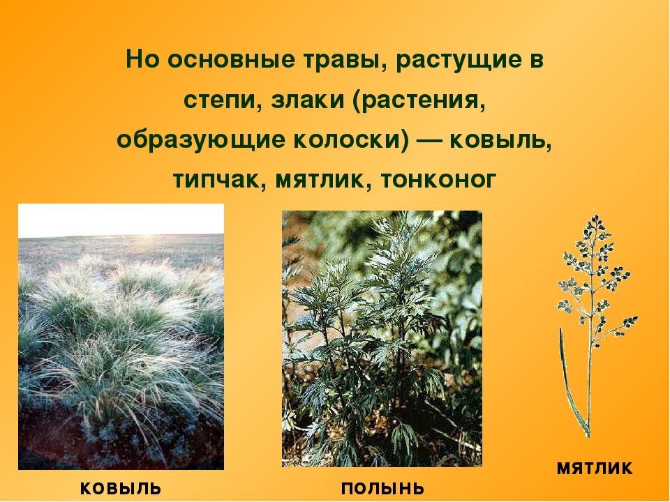 Какие травы в степи. Ковыль, Типчак, мятлик. Растения степей России 8 класс. Растительный мир степи в России. Растения растущие в степи.