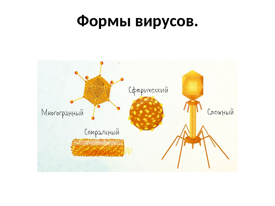 Вирусы примеры