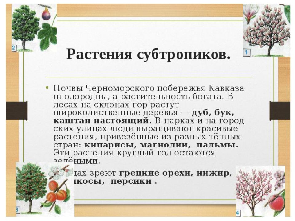 Растения субтропиков. Растительный мир субтропиков России. Растения в суб тропинках. Растения Черноморского побережья.