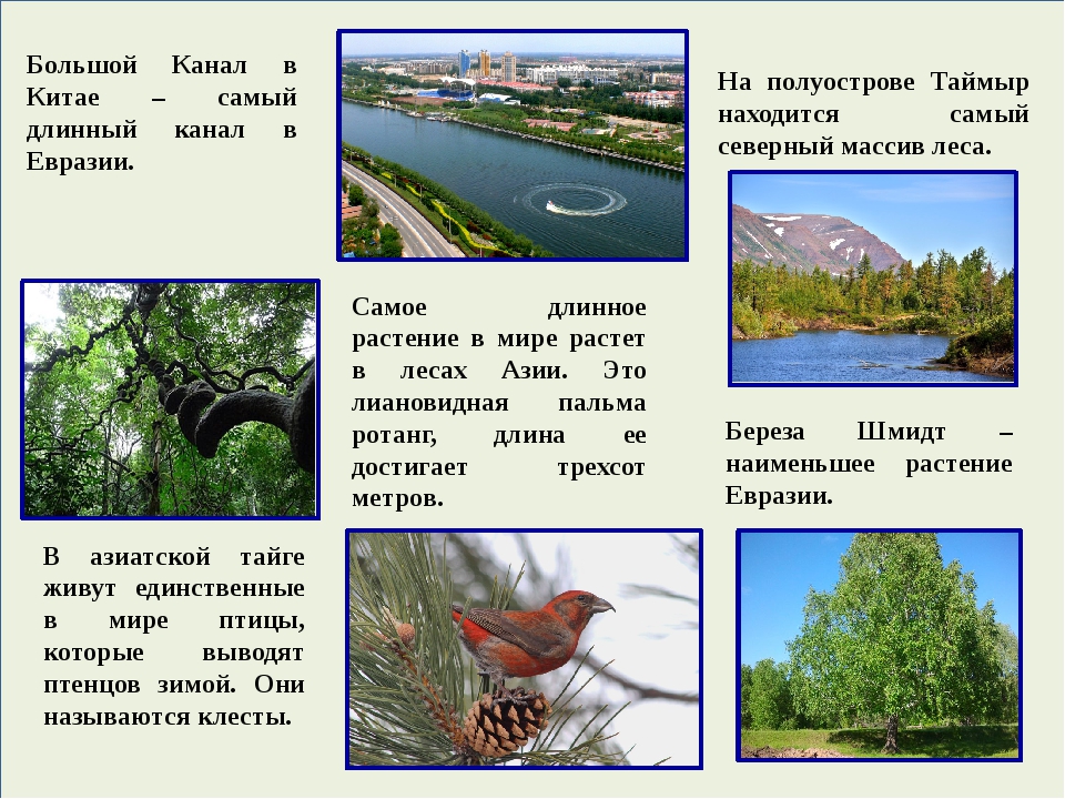 Какая река является самой длинной в евразии. Самое маленькие растения Евразии. Факты растений Евразии. Евразия самое длинное растение. Самое длинное растение в мире Евразии.