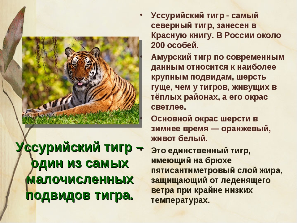 Про красного тигра