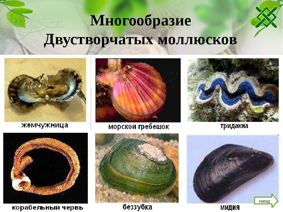 Три примера животных относящихся к моллюскам