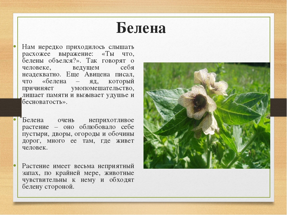 Белена класс. Белена растение описание. Белена ядовитое растение 3 класс. Белена краткое описание для детей 2 класса. Белена доклад 2 класс окружающий мир.