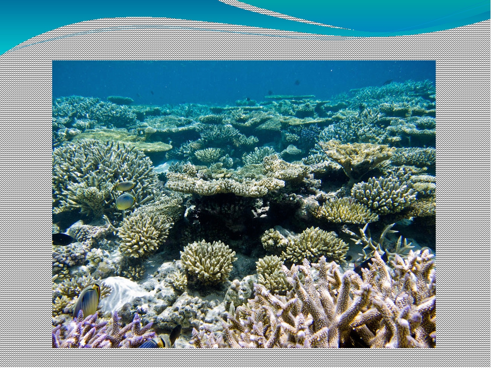 Сообщение растительный мир в океане. Южный риф. Домашний риф на Мальдивах это. Интересные факты о жизни в океане. Южный риф Сочи.