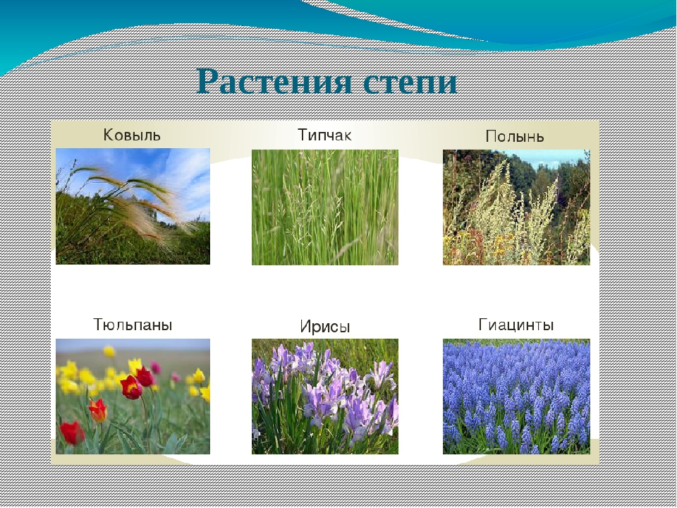 Природные компоненты степи. Природная зона степь растительность. Цветы природной зоны степь. Природные зоны России степи растения. Растительный мир природной зоны степи.