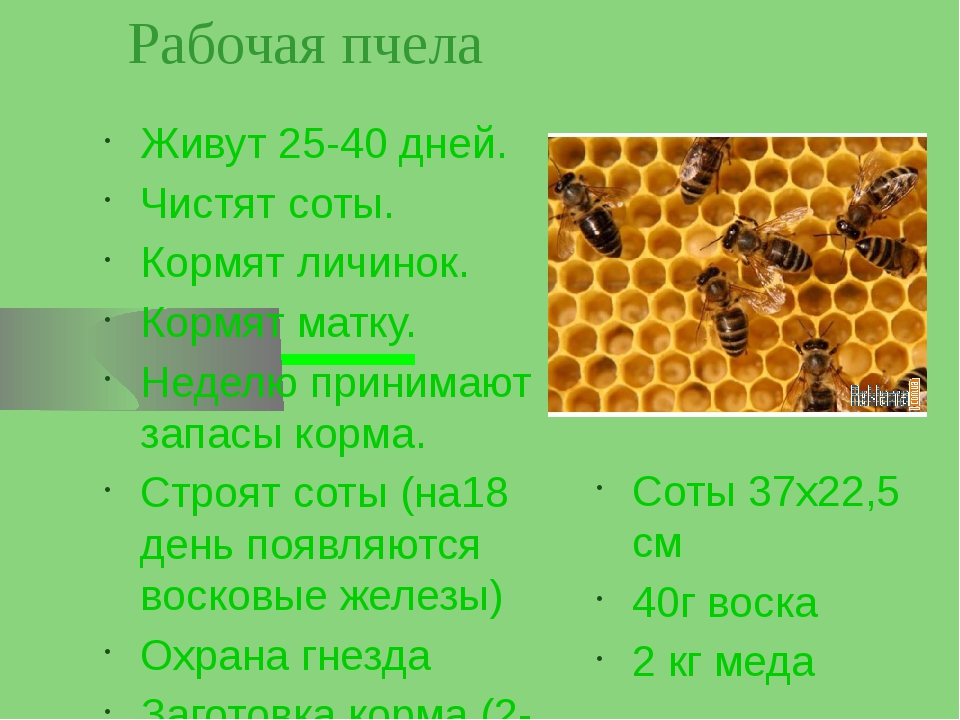 Сколько пчелы дают. Продолжительность жизни пчелы. Продолжительность жизни матки пчелы. Пчелиная матка Продолжительность жизни. Сколько живут пчелы рабочие.
