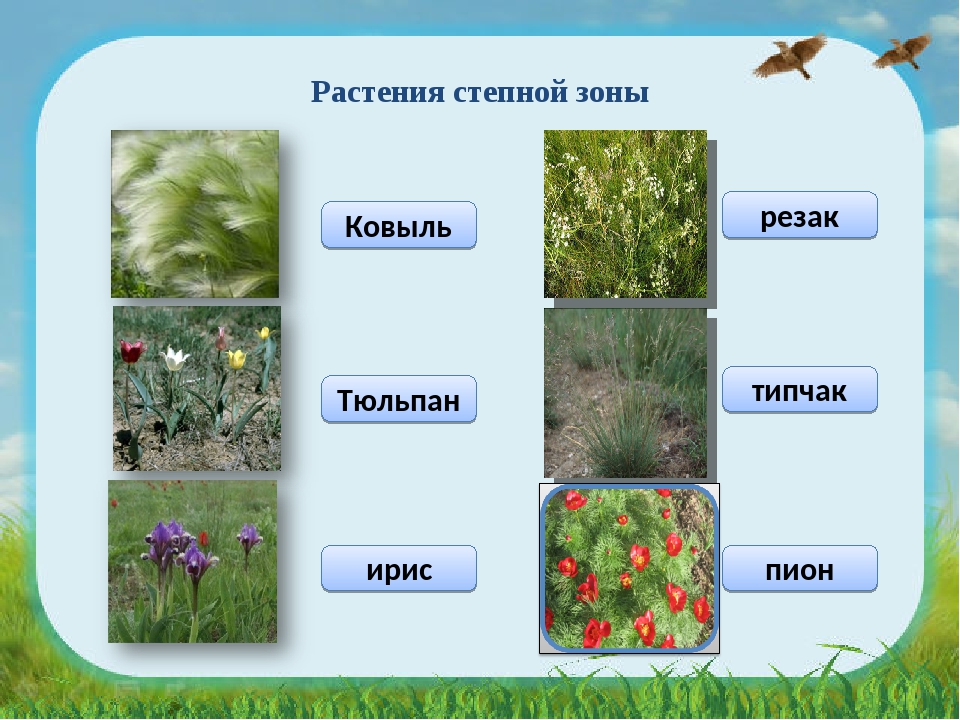 Какие травы в степи. Растительность степи. Растения зоны степей. Степь природная зона растения. Растения степи России.