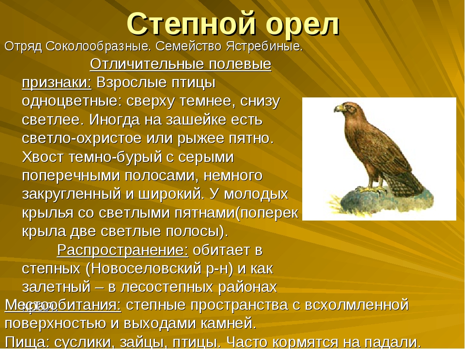 Сообщение об орле. Степной Орел описание. Степной Орел доклад. Орел презентация. Орёл птица описание.