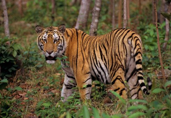 бенгальский тигр