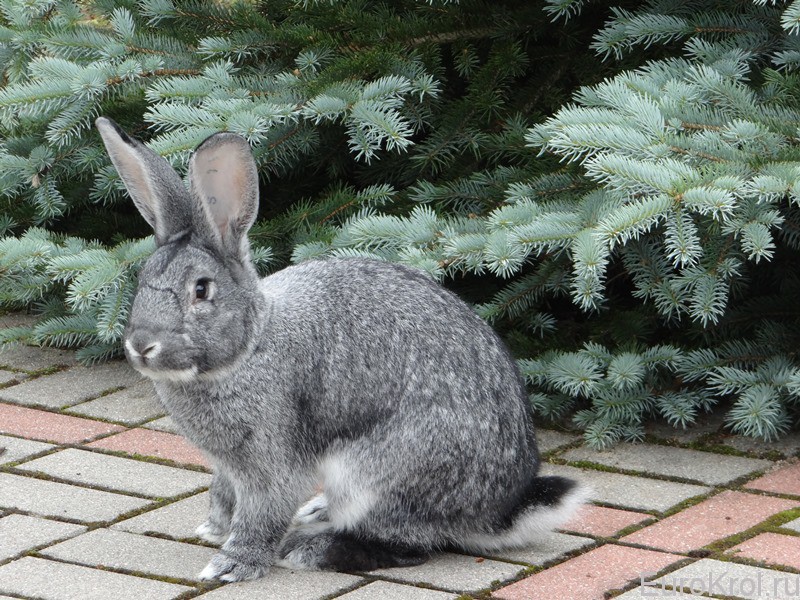 Большая шиншилла порода кролика