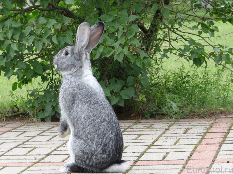 Кролики шиншиллового окраса