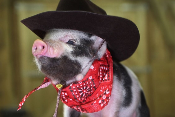 Как выбрать декоративную свинку – виды и особенности