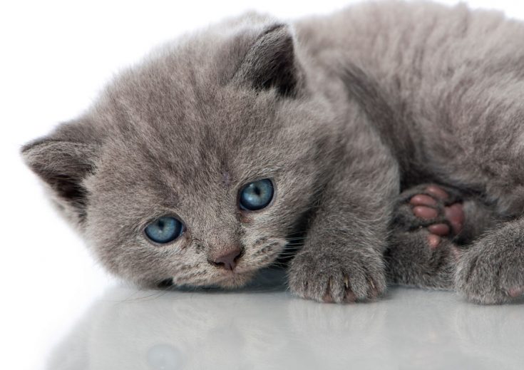 Голубые британские кошки