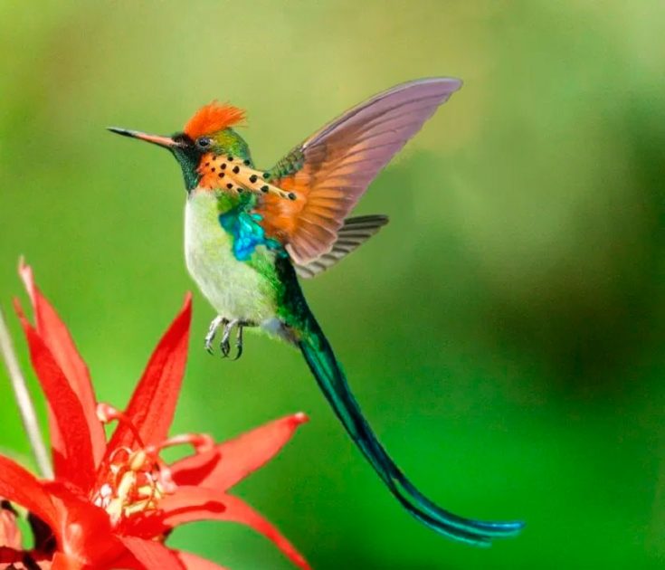 Размножение колибри