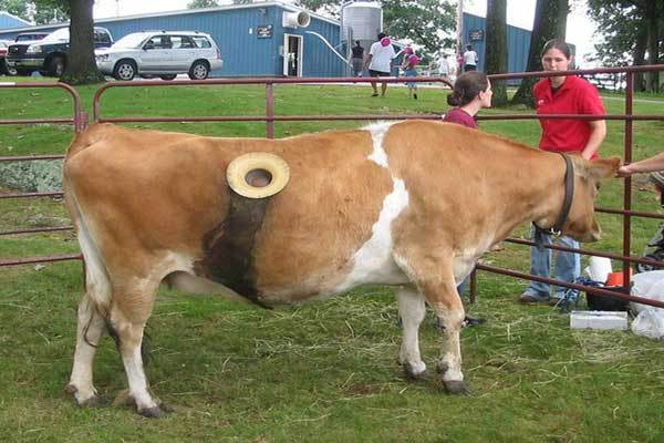 Почему коровам делают дырки в боку