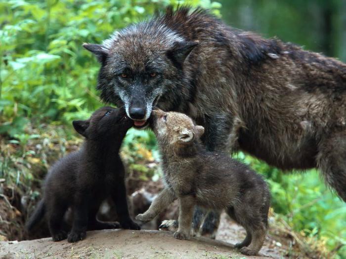продолжительность жизни волка в природе