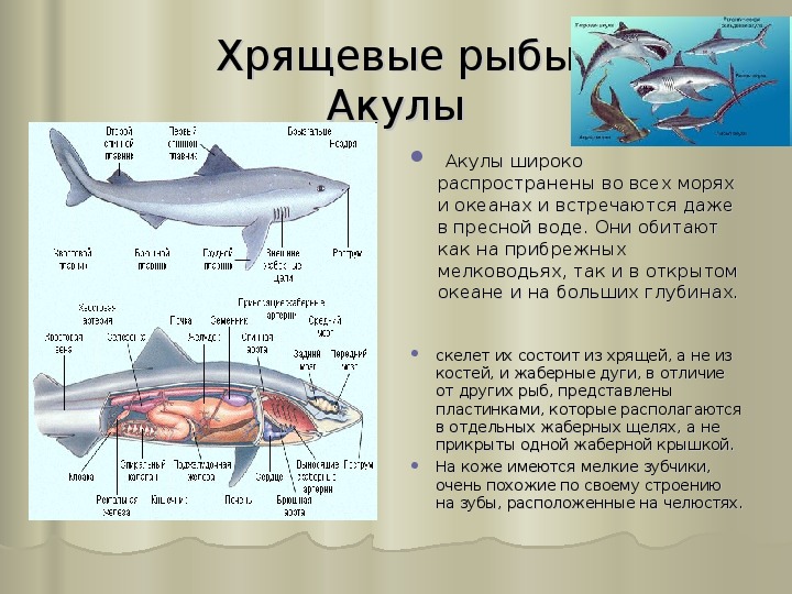 Выберите признаки характерные только для хрящевых рыб. Хрящевые рыбы хрящевые рыбы.