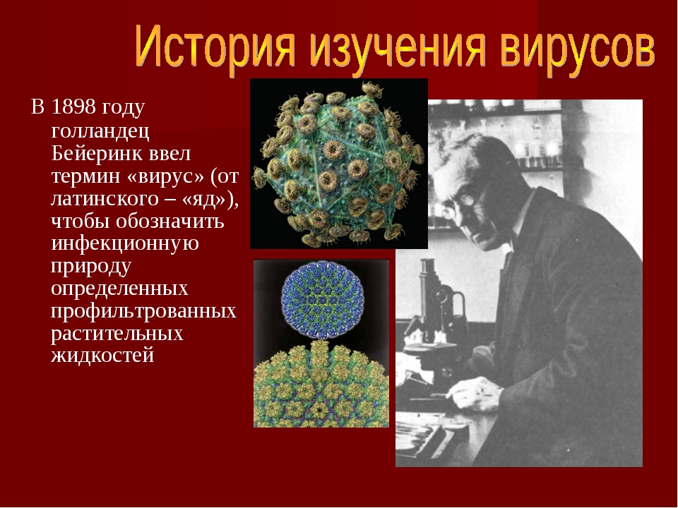 Вирусы презентация. Сообщение о вирусах. Презентация на тему вирусы. Вирусы доклад.