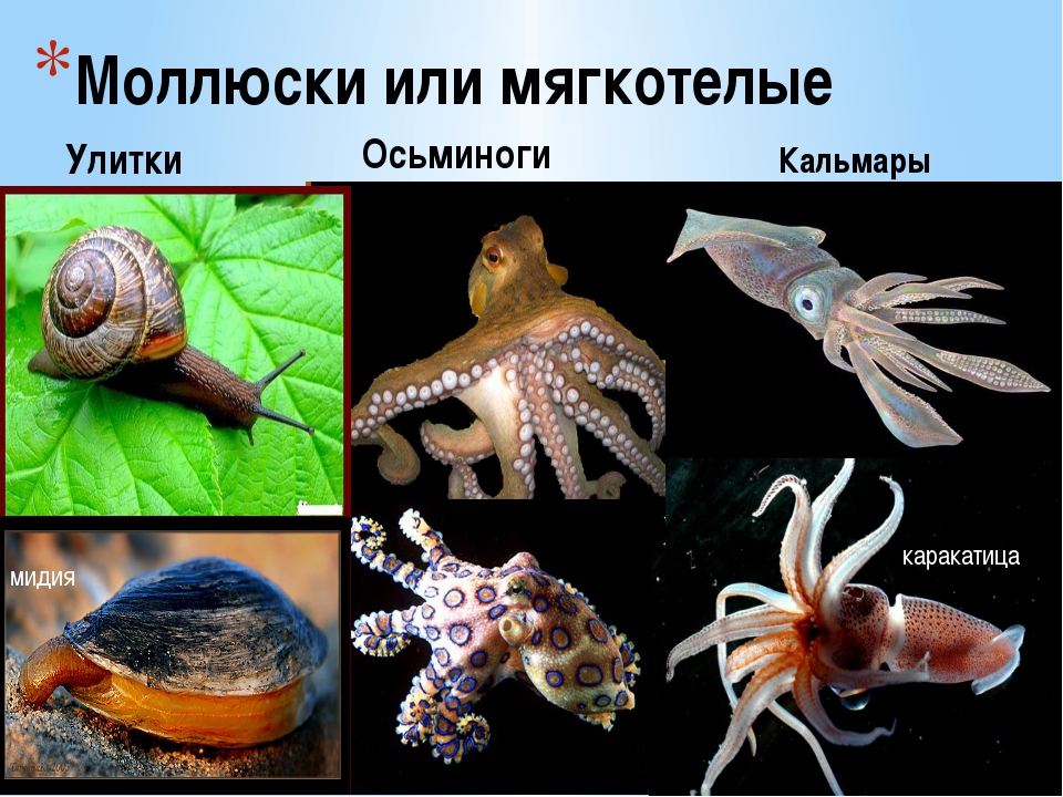 Группе относится осьминог. Группы животных моллюски. Моллюски или мягкотелые. Группы беспозвоночных. Группа моллюски.