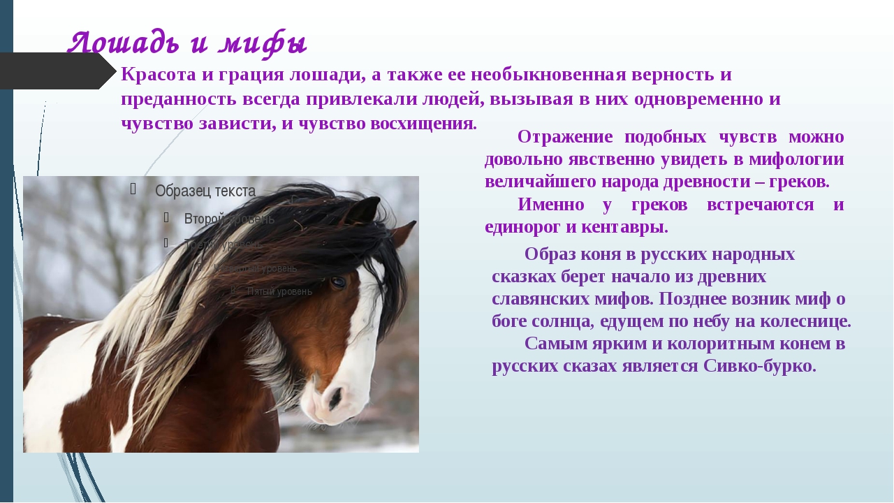 Лошадь доклад 3 класс. Легенда о лошади. Интересное про лошадей. Интересные статьи про лошадей. Мифы о лошадях.