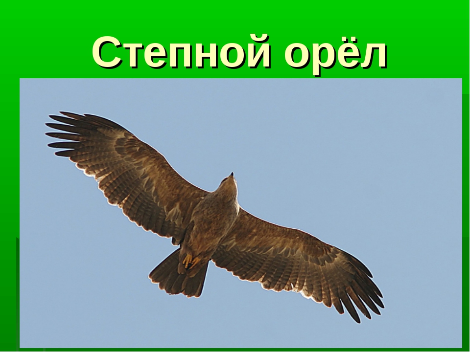 Орел 4 класс. Орел красная книга. Степной Орел из красной книги. Проект про Орлов. Степной краснокнижный Орел.