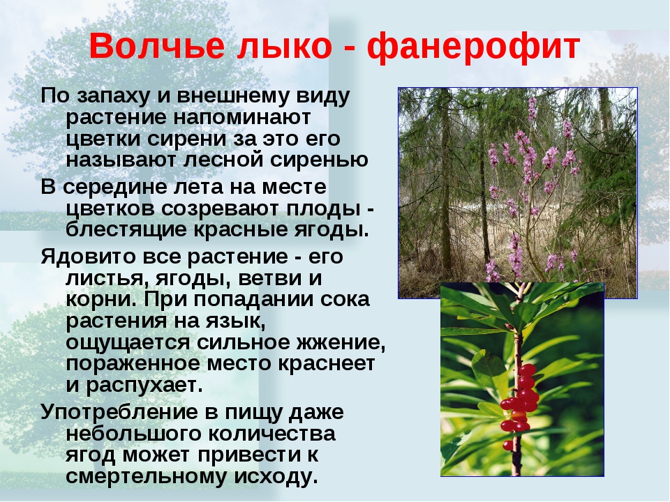 Мир растений сообщение 3 класс. Волчье лыко опасное растение. Волчье лыко доклад. Волчье лыко сообщение для 3 класса. Волчье лыко краткое сообщение.