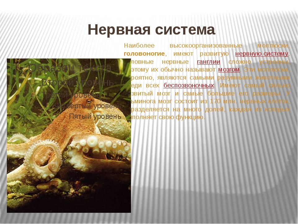 Биология 7 класс класс головоногих моллюсков. Головоногие нервная система таблица. Нервная система головоногих.